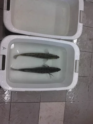 Prodej rychleného candáta velikost kolem 4cm